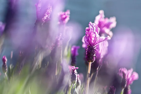 Lila Lavendelblüten